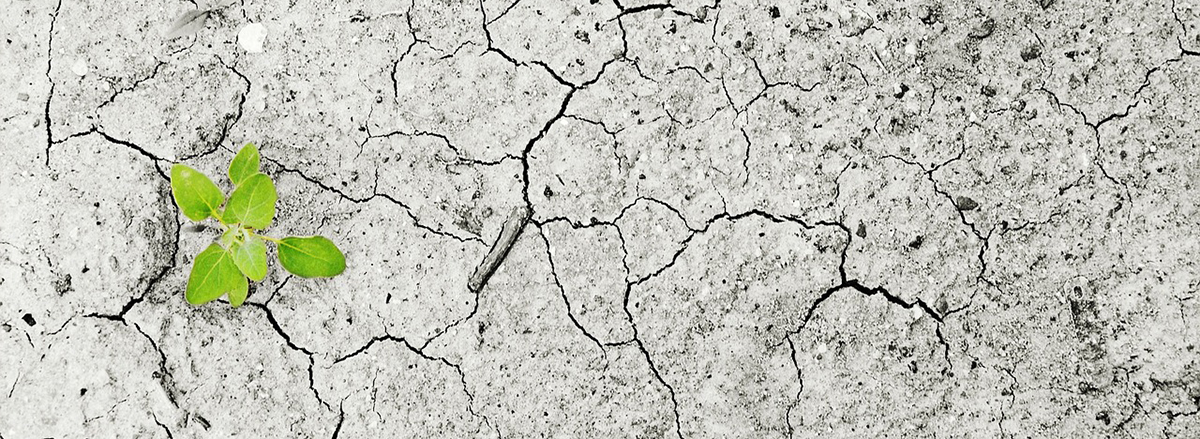 piantina verde su terreno arido resilienza