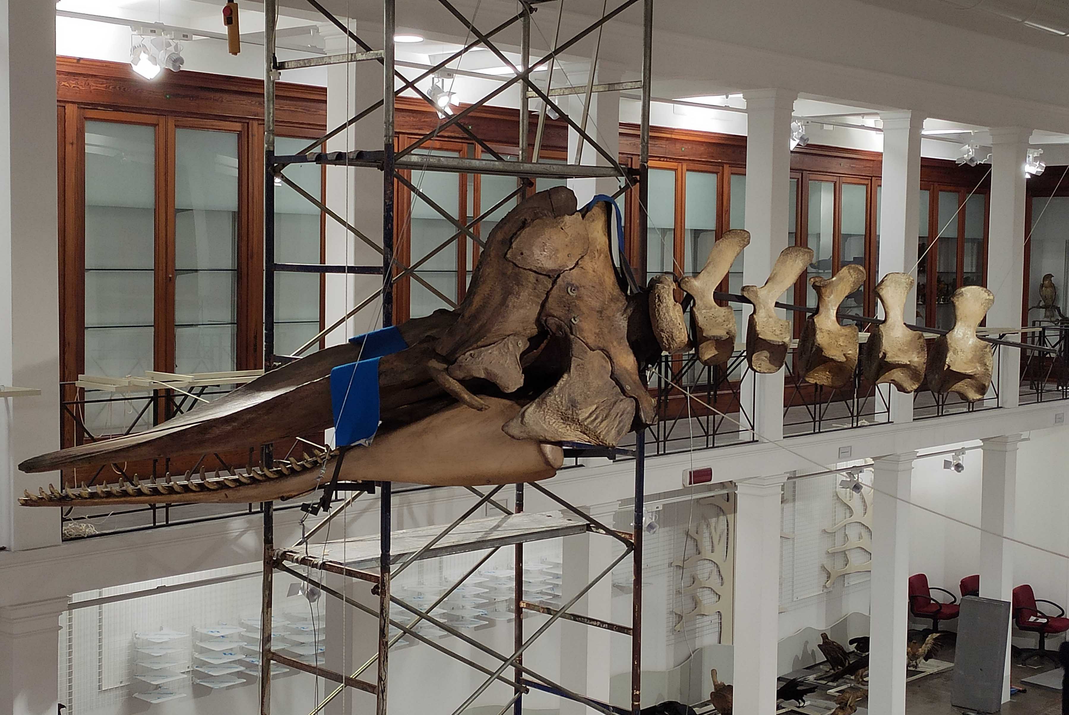 Il Capodoglio sospeso