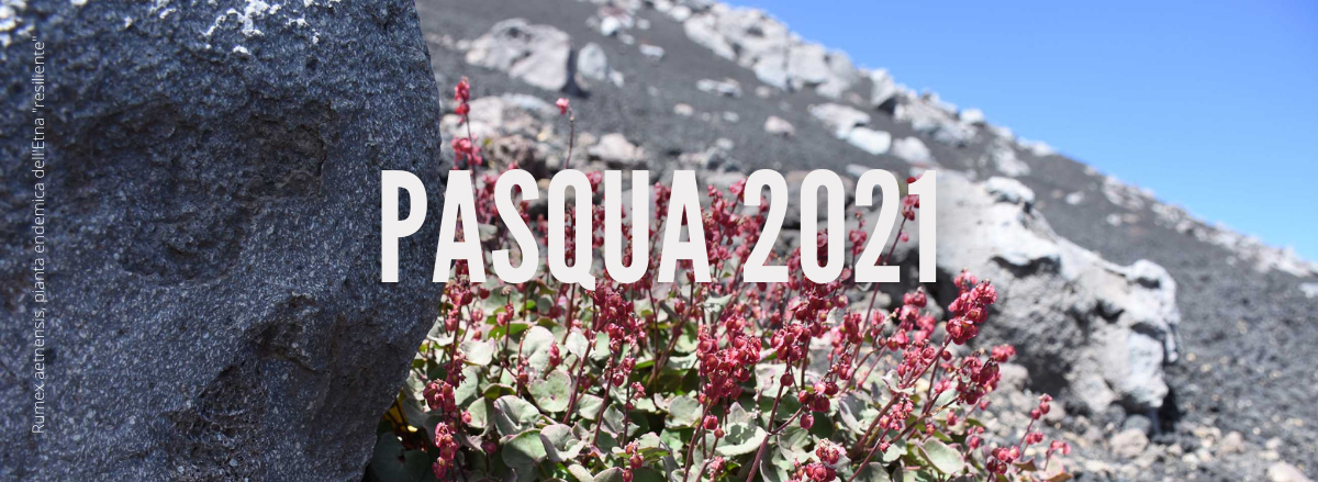Rumex aetnensis, pianta endemica dell'Etna "resiliente"