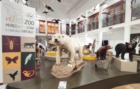 Animali al museo di Zoologia