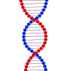 dna rosso e blu